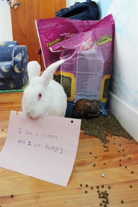 bunny shaming|20 Bunny.